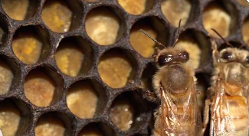 Honey Bees Production And Management In Hives
