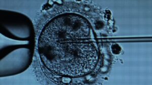 In Vitro, fertilization is used in creating and selecting the most viable and genetically superior