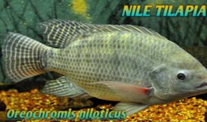Oreochromis niloticus