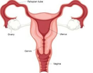 Woman Reproductive System