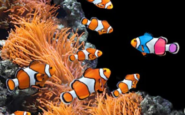 Saltwater Fish Species and Physical Characteristic