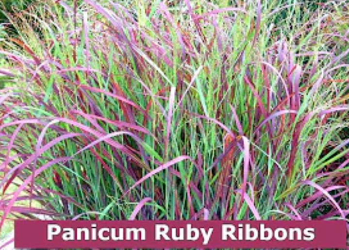 Describe Panicum plant/Guinea grass (whole plant)