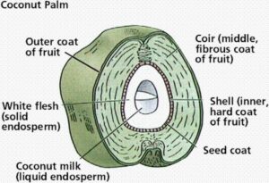 Longitudinal section of a coconut fruit