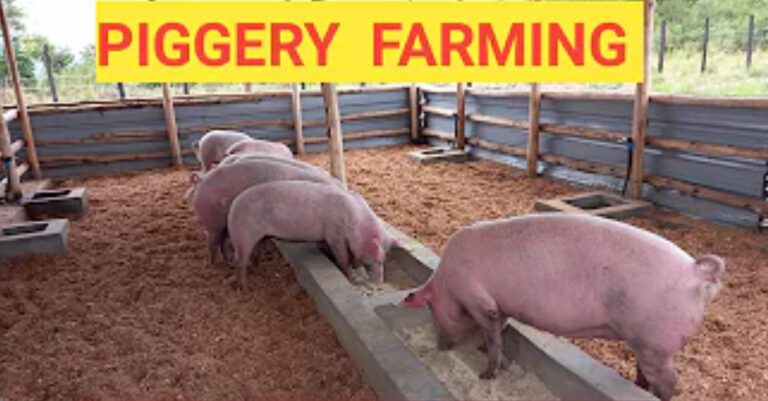 Starting and Managing a Profitable Piggery Business
