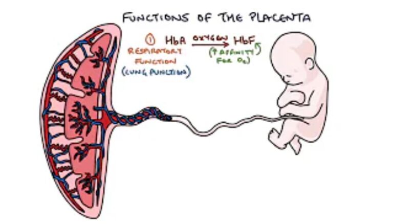 When Does the Placenta Take Over: Role of the Placenta in Pregnancy
