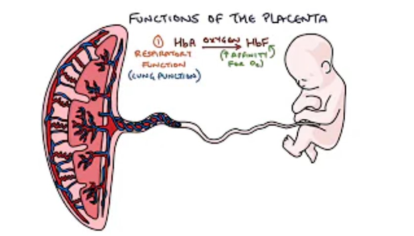 Role of the Placenta in Pregnancy
